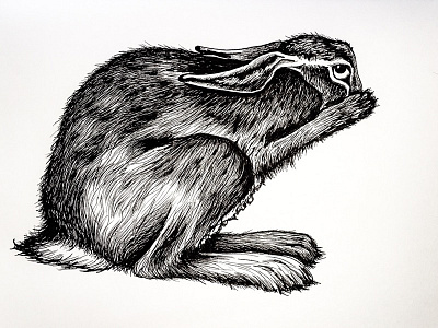 Hare