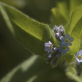 Kiara van der Meulen