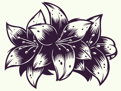 Lily flowers illustration illustrator lily vector