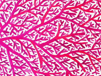 Fan Coral – Pink Ombré