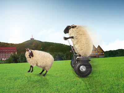 Crazy sheeps concept for mountain hotel resort montage photo postproduction