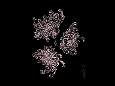 3 Chrysanthemum Flowers art black botanical chrysanthemum design digital drawing floral flower illustration ipad pro pink tattoo