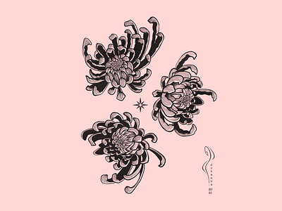 3 Chrysanthemum Flowers on Dusky Pink Background art chrysanthemum design digital drawing dusky pink flowers illustration ipad pro japanese line pink tattoo