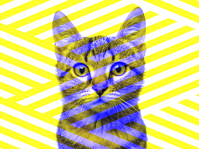 Dubble exposure Cat cat dubble exposure fun stripes