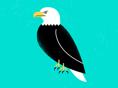 Eagle america bald eagle beak claw eagle eye foot illustration usa