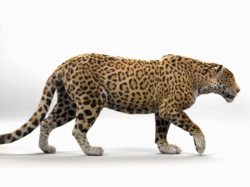 Leopard Walkcycle 3d 3d animation animal animation artwork c4d cat cg cgi cinema 4d digitalart gif leopard motion design panther panthers quadruped render walkcycle