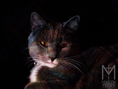 Technicolor Bobby adobe cat cat photo digital photography edited photo photo editing photography