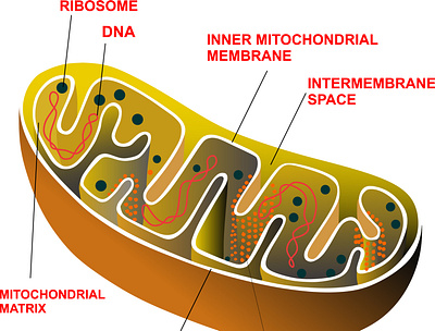 Mitochondrial design graphic design icon illustration logo