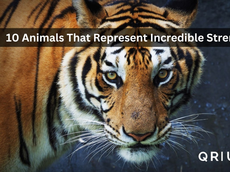 10 Animals That Represent Incredible Strength | Qrius by Qrius official ...