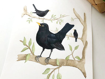 Blackbird bird black bird commission illustration illustrator nature watercolor watercolor illustration watercolor painting