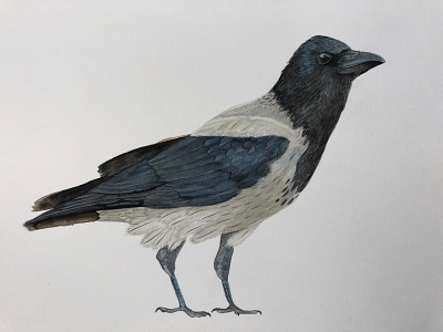 Hooded Crow bird draw illustration nature watercolor