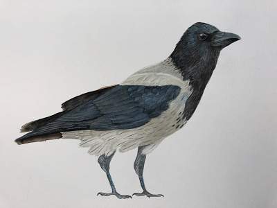 Hooded Crow