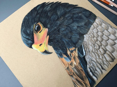 Bateleur Eagle bird draw eagle illustration nature pastel pencils