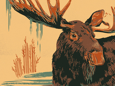 Moose antlers hand drawn illustration moose wildlife
