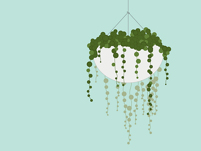 String of Pearls greens hanging plant succulent window plant
