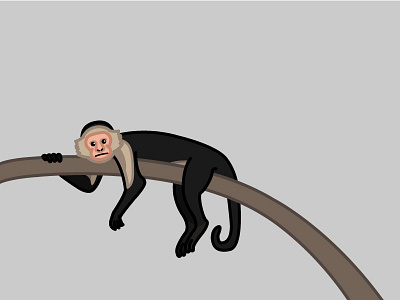 Capuchin Monkey