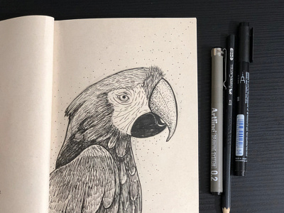 Guacamaya - Macaw animal illustration macaw sketch