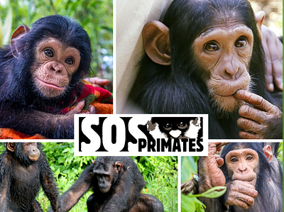 Social media posts (Non-profit, SOS Primates) adobe illustrator design graphic design social media social media design social media post