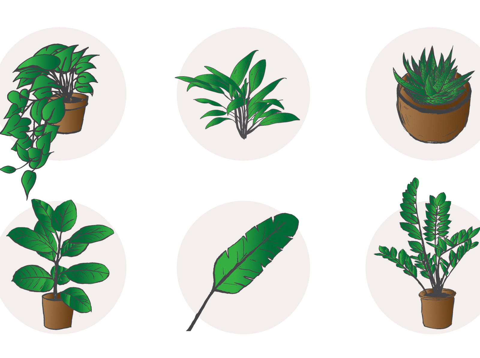 hele-plant-vectors-by-alexsandria-lalog-on-dribbble