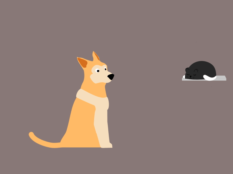 Dee catify. after effects cat characate animation dog funny pets