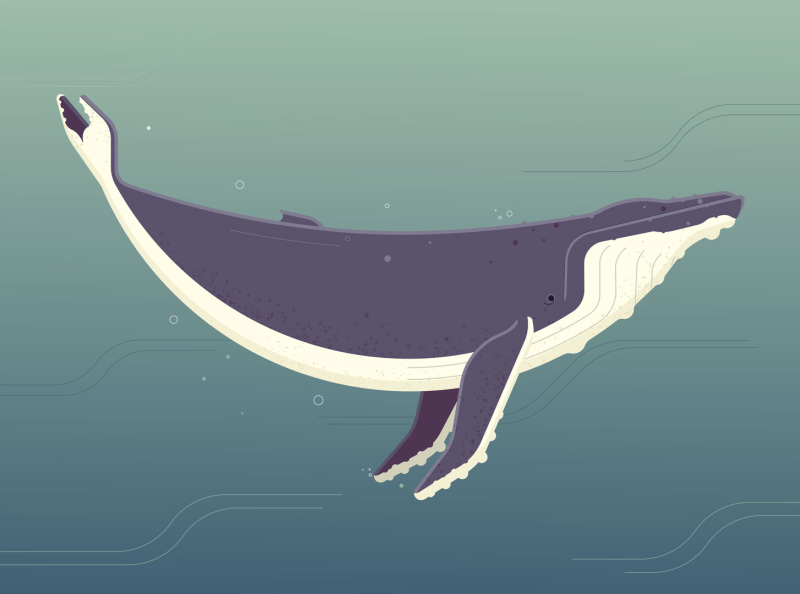 Humpback Whale by Pablo Peiker on Dribbble