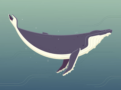 Humpback Whale humpback illustration illustrator photoshop vector art whale