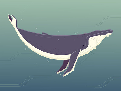 Humpback Whale humpback illustration illustrator photoshop vector art whale