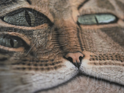 Lyra, detail cat cats collage detail paper portrait