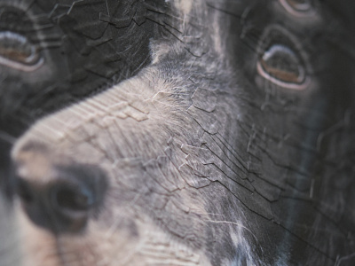 Kayack, detail detail dog illustration studio