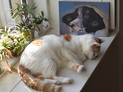 Kayack, Charlie cats dogs portrait