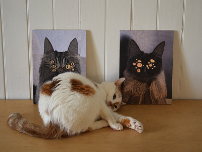 Wonton, Moose and Charlie cat cats illustration portrait