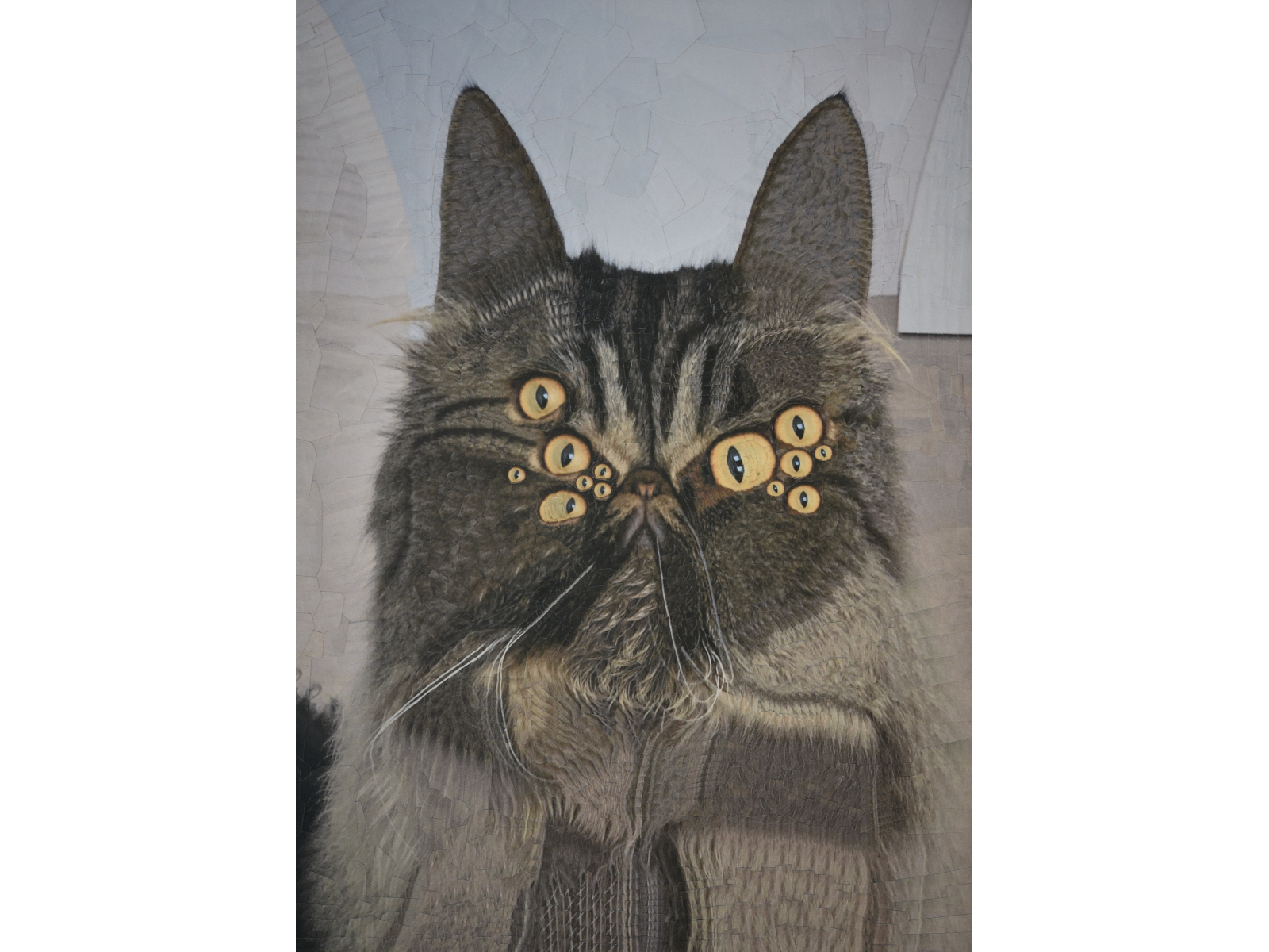 Wonton illustration eyes eye cats cat