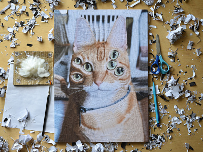 Jack, studio cat cats eyes portrait scissors studio