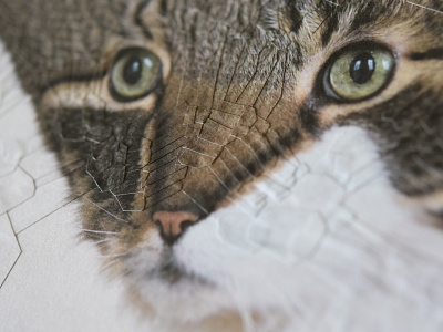 Mia, Detail cat cats collage detail paper portrait studio