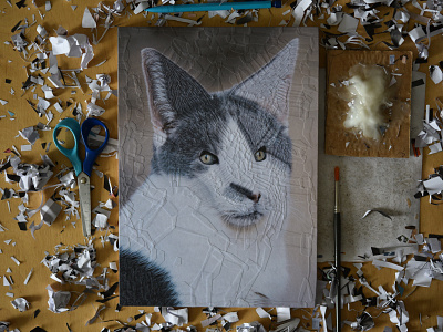 Gorgonzola, studio cat cat illustration cats illustration portrait portraits process studio
