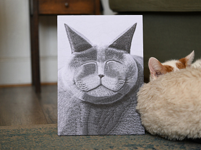 Melange II, Charlie cat cats charlie collage dribbble illustration portrait