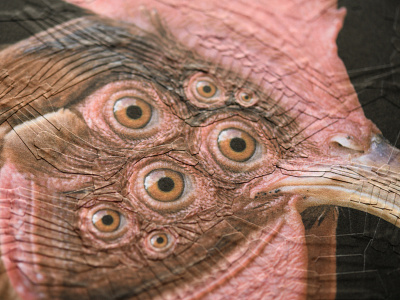 Pythagoras, detail bird birds collage detail eye eyes