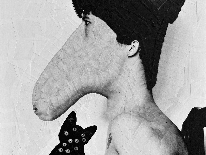 Hari Santana crop cat collage equine illustration paper paper collage portrait