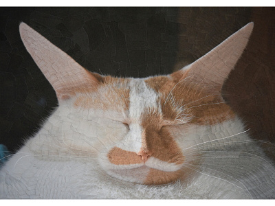 Charlie IX reposed cat cats charlie illustration portrait