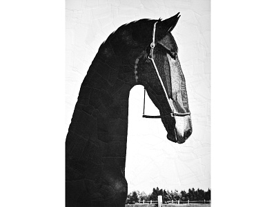After Robert Mapplethorpe art collage equine horse horses illustration paper paper collage portrait