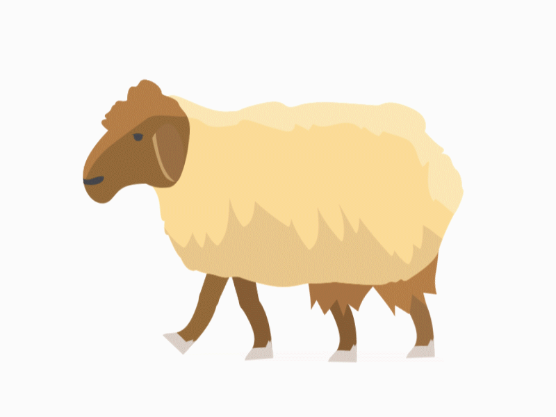Sheep Walk Cycle after effects animation motion graphics sheep walk walk cycle walking