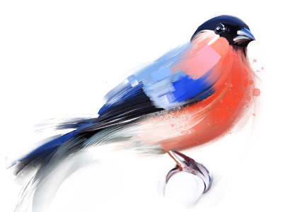 Bullfinch bird bird painting bullfinch design digital painting illustration procreate art sketch ui