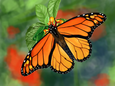 Butterfly in Procreate butterfly design illustration