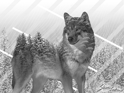 Wolf Double Exposure