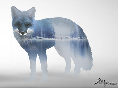 Fox Double Exposure