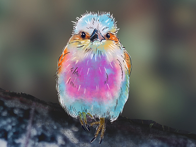 fluffy birdy bird collage colors digitalart fluffy illustration pastell