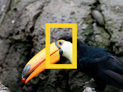 National Geographic bird geographic natgeo national national geographic toucan