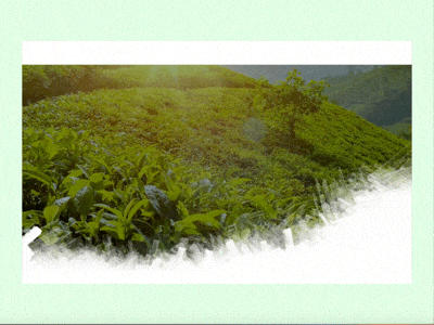 Juvamed – main banner animation animation e commerce e shop ecommerce herbs tea ui ux webdesign