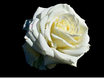 White Rose