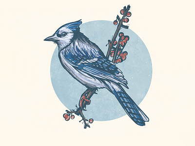 Blue Jay